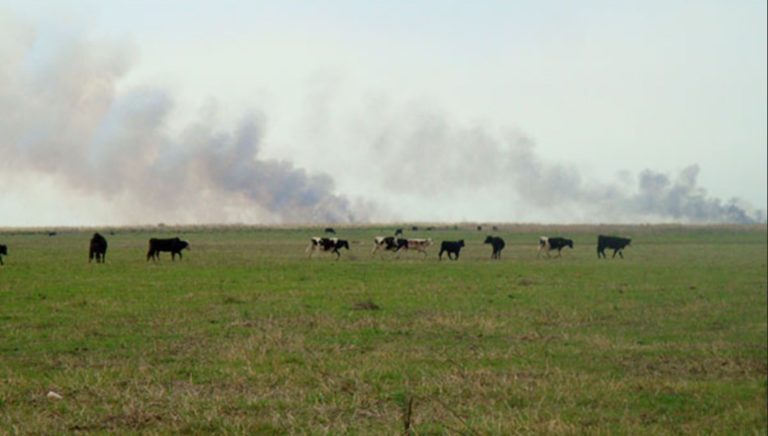 Entre Ríos asegura que no otorga permisos para ganadería en tierras fiscales de las islas Entre Ríos asegura que no otorga permisos para ganadería en tierras fiscales de las islas
