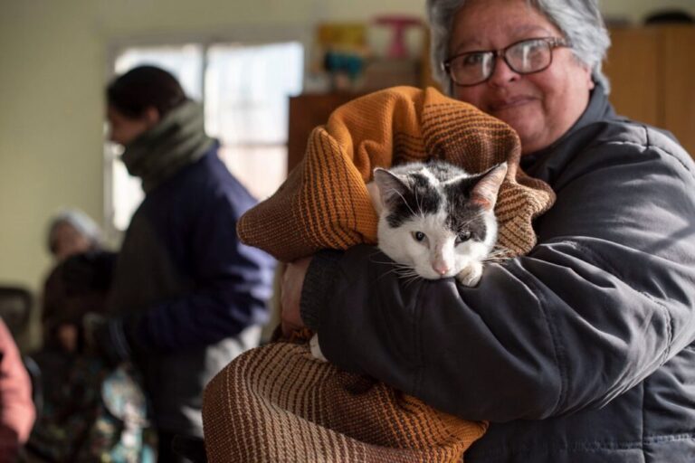 Durante este año la Municipalidad de San Lorenzo castró a 5.200 perros y gatos Durante este año la Municipalidad de San Lorenzo castró a 5.200 perros y gatos