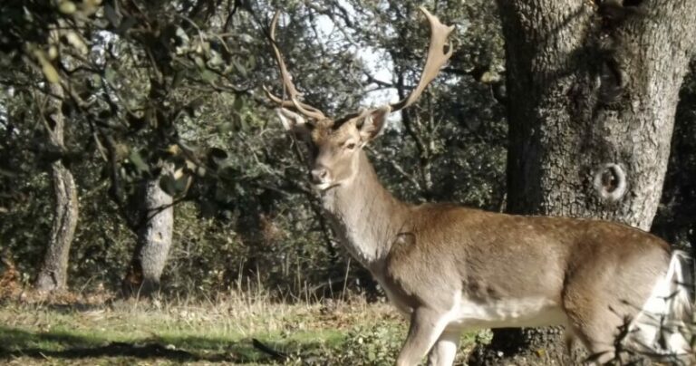 Solo sé que nada veo Solo sé que nada veo