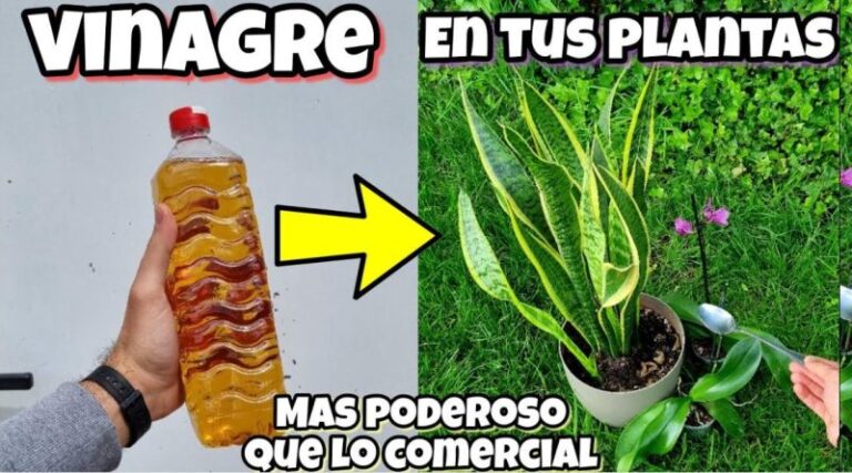 Usos del vinagre en el huerto o jardín Usos del vinagre en el huerto o jardín