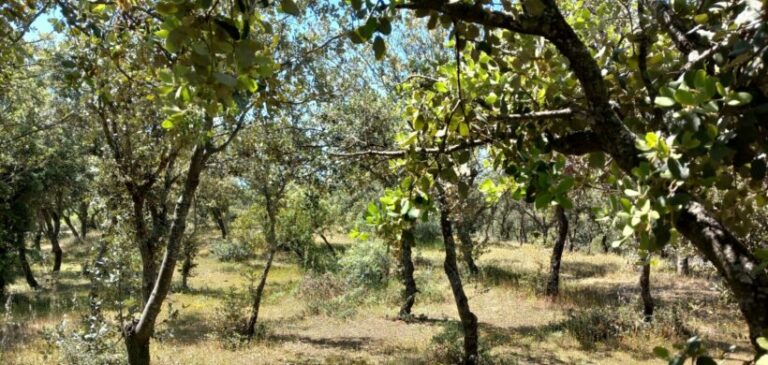 El silencio del bosque