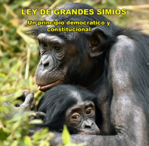 La larga lucha por la Ley de Grandes Simios La larga lucha por la Ley de Grandes Simios