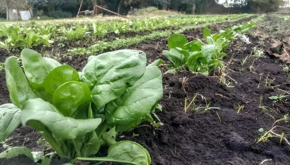 Agroecología: un estudio de la FAUBA plantea la importancia de aplicarla en la horticultura
