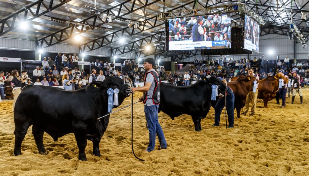 Llegan “Las Nacionales”: Corrientes será otra vez epicentro de lo mejor de la genética bovina y equina