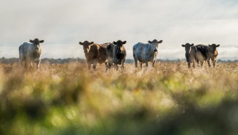 Junto a la Fundación Vida Silvestre, Buenos Aires sale a fomentar la ganadería regenerativa