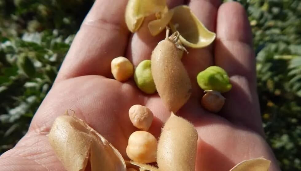 Una medida esperada por el garbanzo: se aprobó una norma de calidad para su comercialización