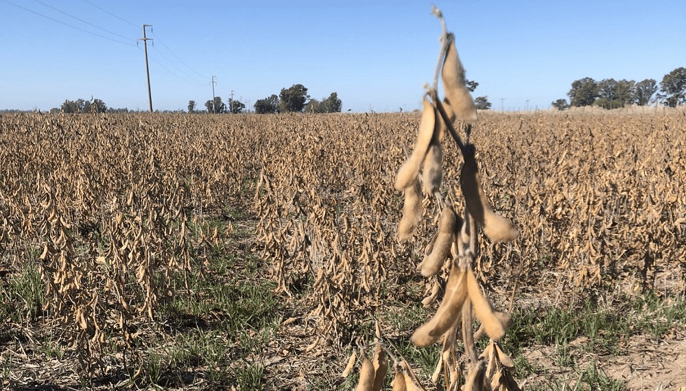 “Sacar un camión es una odisea”: la cosecha de soja se atrasa y se temen severas pérdidas de calidad “Sacar un camión es una odisea”: la cosecha de soja se atrasa y se temen severas pérdidas de calidad