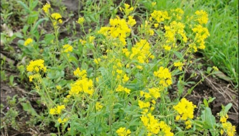 Malezas: el “nabo” resiste cada vez más herbicidas y ahora generó una alerta roja de alcance mundial Malezas: el “nabo” resiste cada vez más herbicidas y ahora generó una alerta roja de alcance mundial