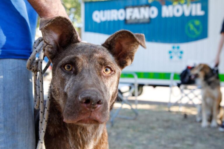 En lo que va del año, la Municipalidad de San Lorenzo ya castró a 2.600 perros y gatos