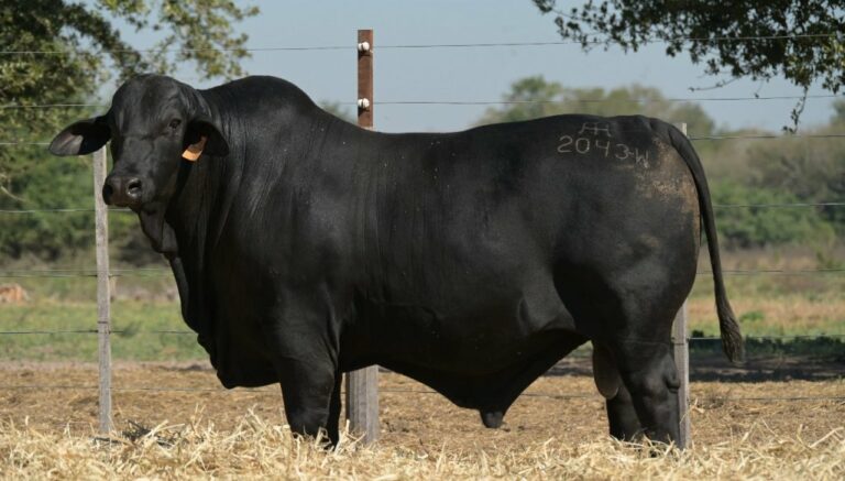 De la genética al plato: con 16.000 vientres, crían bovinos de 5 razas y pintan el buen momento de la ganadería De la genética al plato: con 16.000 vientres, crían bovinos de 5 razas y pintan el buen momento de la ganadería