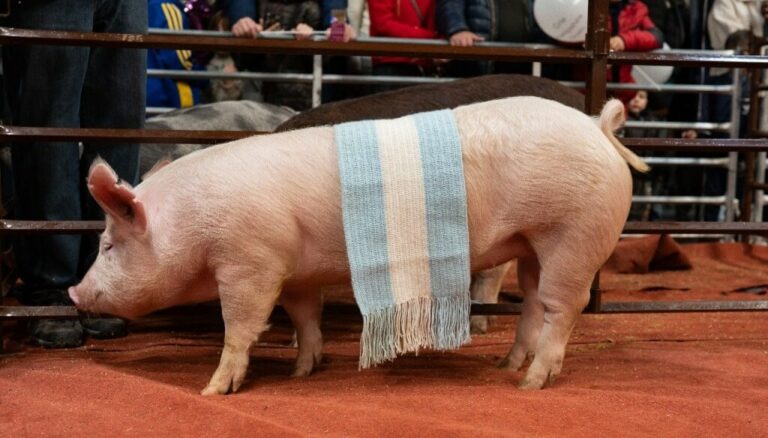 “Gordos” de premios: en Chovet, Don Valentín cría cerdos multicampeones “Gordos” de premios: en Chovet, Don Valentín cría cerdos multicampeones