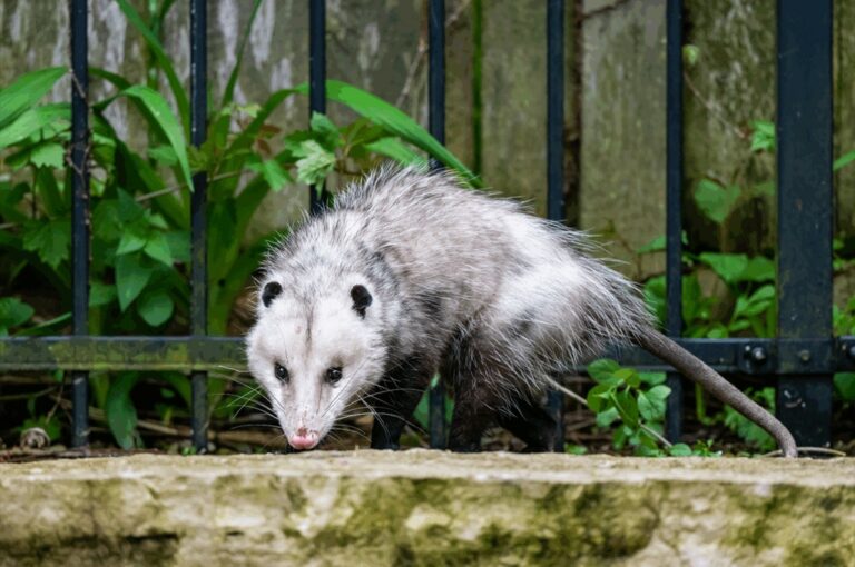 Brindarán una charla sobre cómo proceder ante la aparición de fauna silvestre Brindarán una charla sobre cómo proceder ante la aparición de fauna silvestre