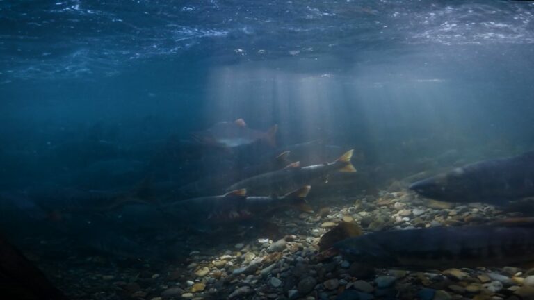 Existe una nueva forma de evaluar el carbono en el océano