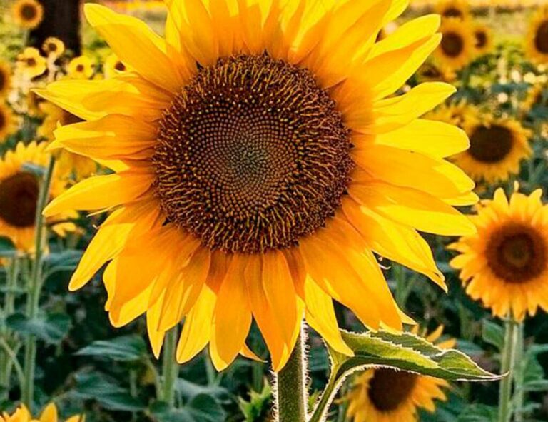 NATURALEZA GEOMETRIA FRACTALES DE LAS PLANTAS GIRASOL