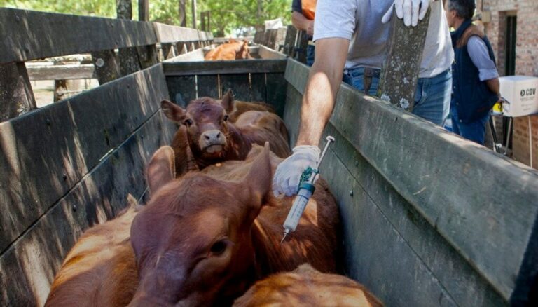 Con una nueva vacuna aprobada, comenzó la vacunación antiaftosa en la mayoría de las provincias