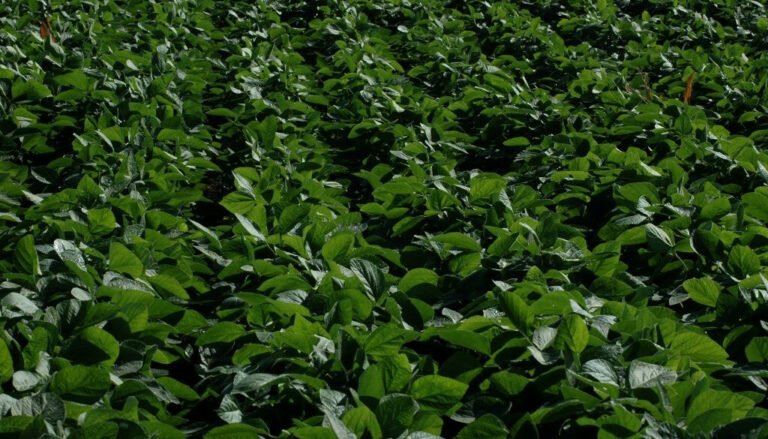 La soja avanza en la campaña 2025/26 con un plus: se confirma la muy buena calidad de la semilla La soja avanza en la campaña 2025/26 con un plus: se confirma la muy buena calidad de la semilla