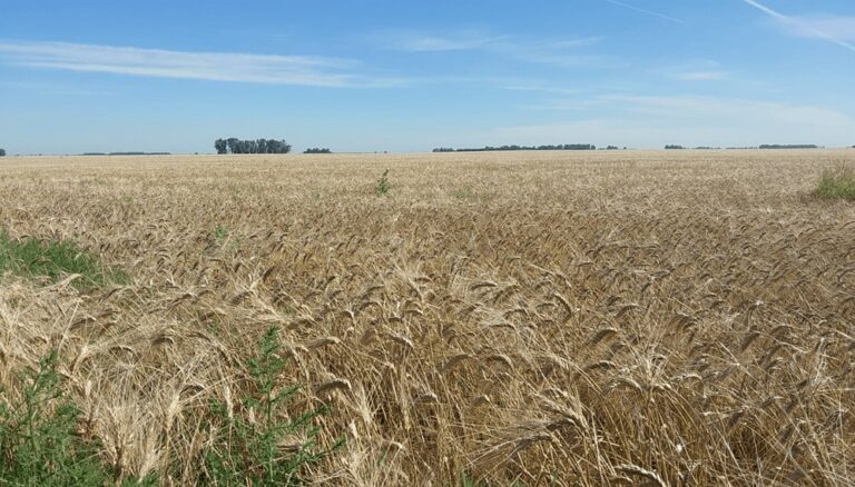 La cebada también hace su aporte: cerró la cosecha con una producción histórica La cebada también hace su aporte: cerró la cosecha con una producción histórica