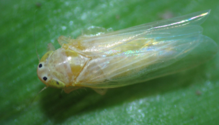 Chicharrita del maíz: “Se estima una campaña intermedia entre la epidemia de 2023/24 y la 2024/25” Chicharrita del maíz: “Se estima una campaña intermedia entre la epidemia de 2023/24 y la 2024/25”