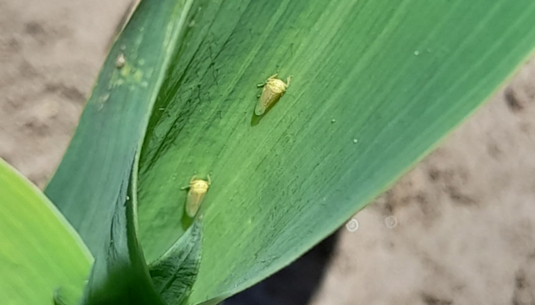 El “regreso” de la chicharrita del maíz: ¿cuáles son los productos autorizados para su control? El “regreso” de la chicharrita del maíz: ¿cuáles son los productos autorizados para su control?