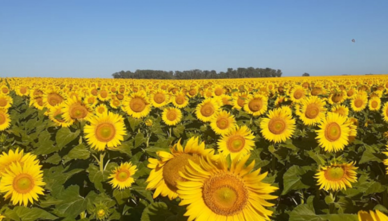 Girasol: el Senasa avanza con un plan preventivo para evitar la aparición de una “maleza plaga” letal Girasol: el Senasa avanza con un plan preventivo para evitar la aparición de una “maleza plaga” letal