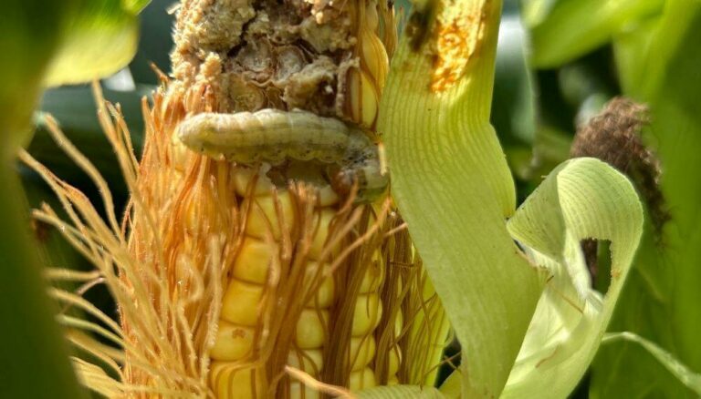 El Maíz Bt, bajo presión: la presencia de lepidópteros sigue alta y obliga a repensar estrategias de manejo El Maíz Bt, bajo presión: la presencia de lepidópteros sigue alta y obliga a repensar estrategias de manejo