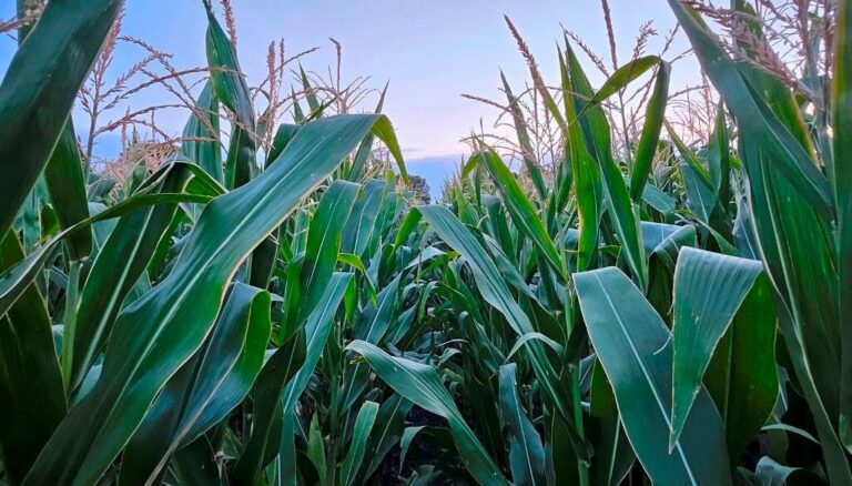 Luz amarilla para el maíz temprano: las lluvias esquivan a la zona núcleo y se podrían afectar los rindes Luz amarilla para el maíz temprano: las lluvias esquivan a la zona núcleo y se podrían afectar los rindes