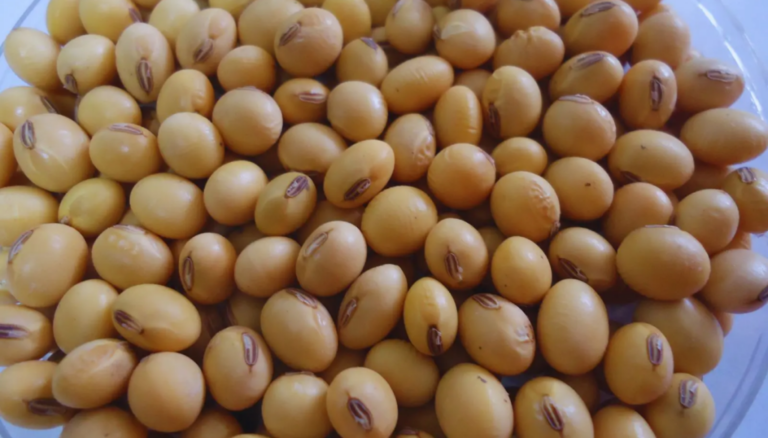 ¿Vigencia o retraso tecnológico?: 30 años después, se siguen inscribiendo sojas RR1 ¿Vigencia o retraso tecnológico?: 30 años después, se siguen inscribiendo sojas RR1