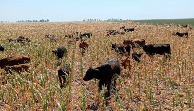 “La verdad es eso, tristeza”: sembró maíz soñando una gran cosecha y la sequía lo obligó a dárselo a las vacas “La verdad es eso, tristeza”: sembró maíz soñando una gran cosecha y la sequía lo obligó a dárselo a las vacas