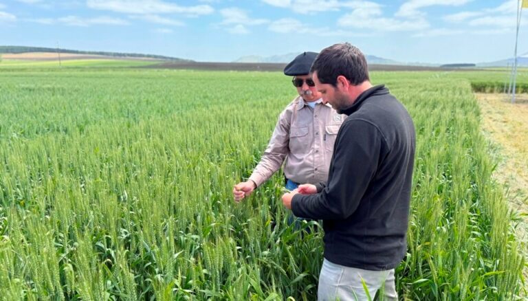 ¿Por qué el trigo logró una cosecha récord?: un caso testigo en el corazón triguero del sur bonaerense ¿Por qué el trigo logró una cosecha récord?: un caso testigo en el corazón triguero del sur bonaerense