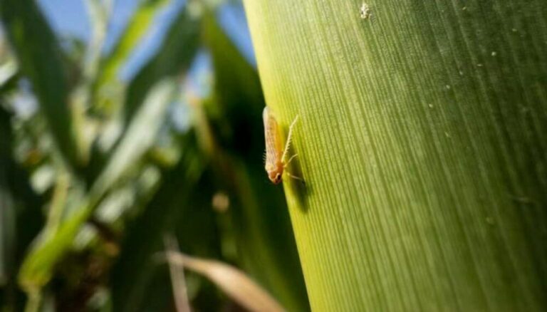 Malas y buenas con la chicharrita del maíz: la población sigue aumentando, pero la infectividad es nula Malas y buenas con la chicharrita del maíz: la población sigue aumentando, pero la infectividad es nula
