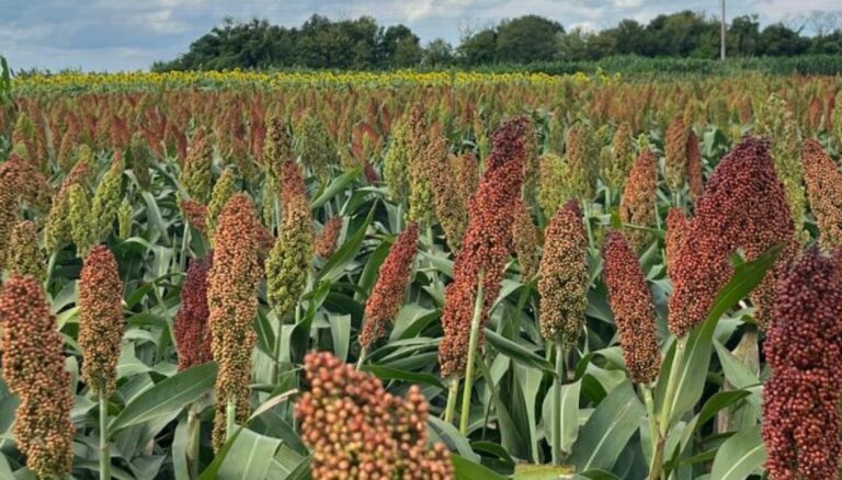 ¿Puede el sorgo tener una explosión como el girasol?: “Falta animarse a salir del esquema soja-maíz” ¿Puede el sorgo tener una explosión como el girasol?: “Falta animarse a salir del esquema soja-maíz”