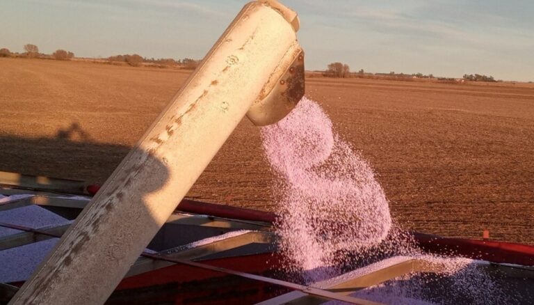 El negocio del agro viene mejor nutrido en 2026: crecen fuerte las importaciones de fertilizantes El negocio del agro viene mejor nutrido en 2026: crecen fuerte las importaciones de fertilizantes