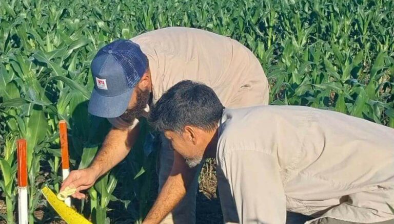 Alivio: la chicharrita del maíz continúa multiplicándose, pero el riesgo para la cosecha sigue siendo bajo Alivio: la chicharrita del maíz continúa multiplicándose, pero el riesgo para la cosecha sigue siendo bajo