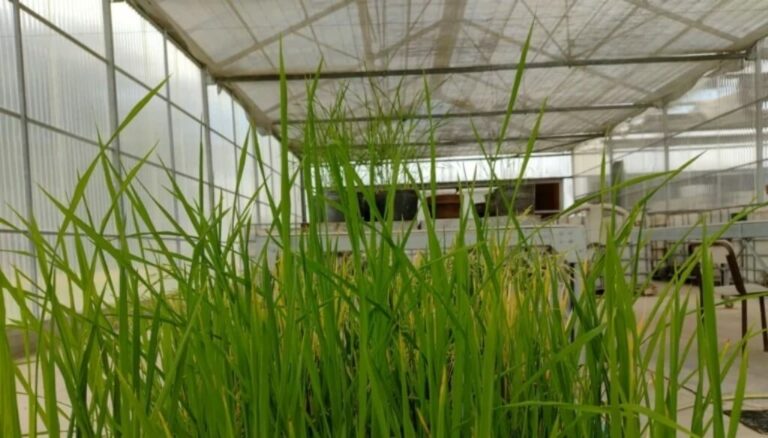 El arroz argentino entró en la era de la edición génica: un hito para el crecimiento del cultivo El arroz argentino entró en la era de la edición génica: un hito para el crecimiento del cultivo