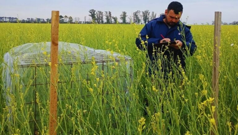 Abejas y carinata: una alianza “bio” que dispara hasta 37% los rindes y abre una nueva integración Abejas y carinata: una alianza “bio” que dispara hasta 37% los rindes y abre una nueva integración