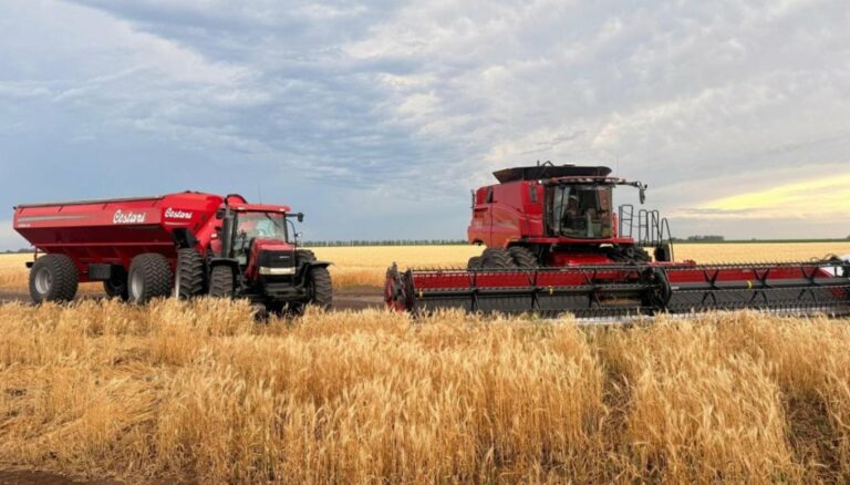 Fue tan buena la campaña de trigo, que sigue sumando hectáreas y toneladas un mes después de finalizada Fue tan buena la campaña de trigo, que sigue sumando hectáreas y toneladas un mes después de finalizada