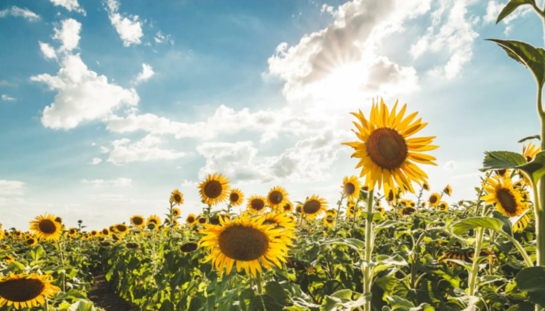 El Gobierno confirma que la cosecha de girasol quedará en la historia: tras 27 años, batirá el récord El Gobierno confirma que la cosecha de girasol quedará en la historia: tras 27 años, batirá el récord