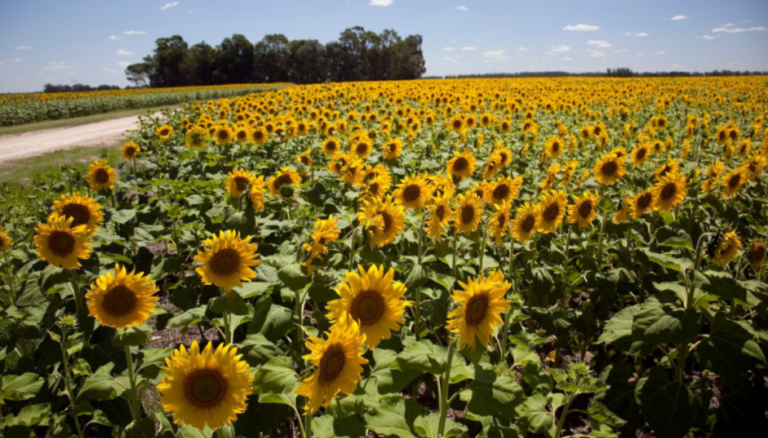El girasol se hace fuerte en todos los frentes: lleva 9 meses consecutivos de récord de molienda El girasol se hace fuerte en todos los frentes: lleva 9 meses consecutivos de récord de molienda