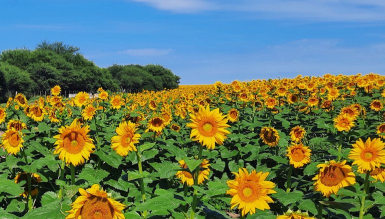 Sin techo: el girasol sigue sumando toneladas y la cosecha podría ser la segunda mayor de la historia Sin techo: el girasol sigue sumando toneladas y la cosecha podría ser la segunda mayor de la historia