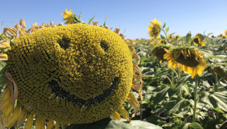 Iluminado: además de las excelentes proyecciones, el girasol trae “una oportunidad única para el productor” Iluminado: además de las excelentes proyecciones, el girasol trae “una oportunidad única para el productor”