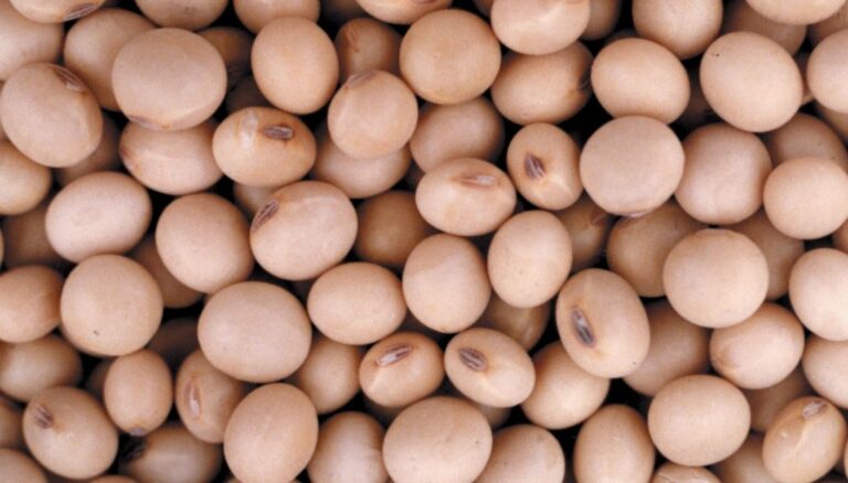 La primera soja, desde el norte: un lote de Formosa inauguró la cosecha 2025/26 La primera soja, desde el norte: un lote de Formosa inauguró la cosecha 2025/26