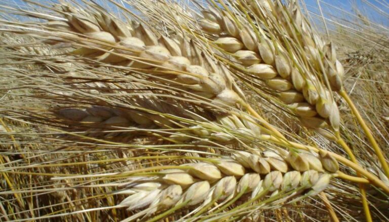 Fertilización en trigo: “Pasar de dosis promedio a optimizadas puede aumentar 25% el margen bruto” Fertilización en trigo: “Pasar de dosis promedio a optimizadas puede aumentar 25% el margen bruto”