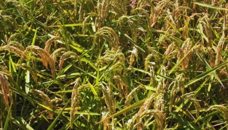 Alerta sanitaria en el arroz argentino: detectaron un virus que hasta ahora solo se conocía en Japón Alerta sanitaria en el arroz argentino: detectaron un virus que hasta ahora solo se conocía en Japón