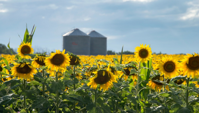 El mundo le sigue poniendo fichas al girasol argentino: el USDA ya anticipa otra campaña de expansión El mundo le sigue poniendo fichas al girasol argentino: el USDA ya anticipa otra campaña de expansión